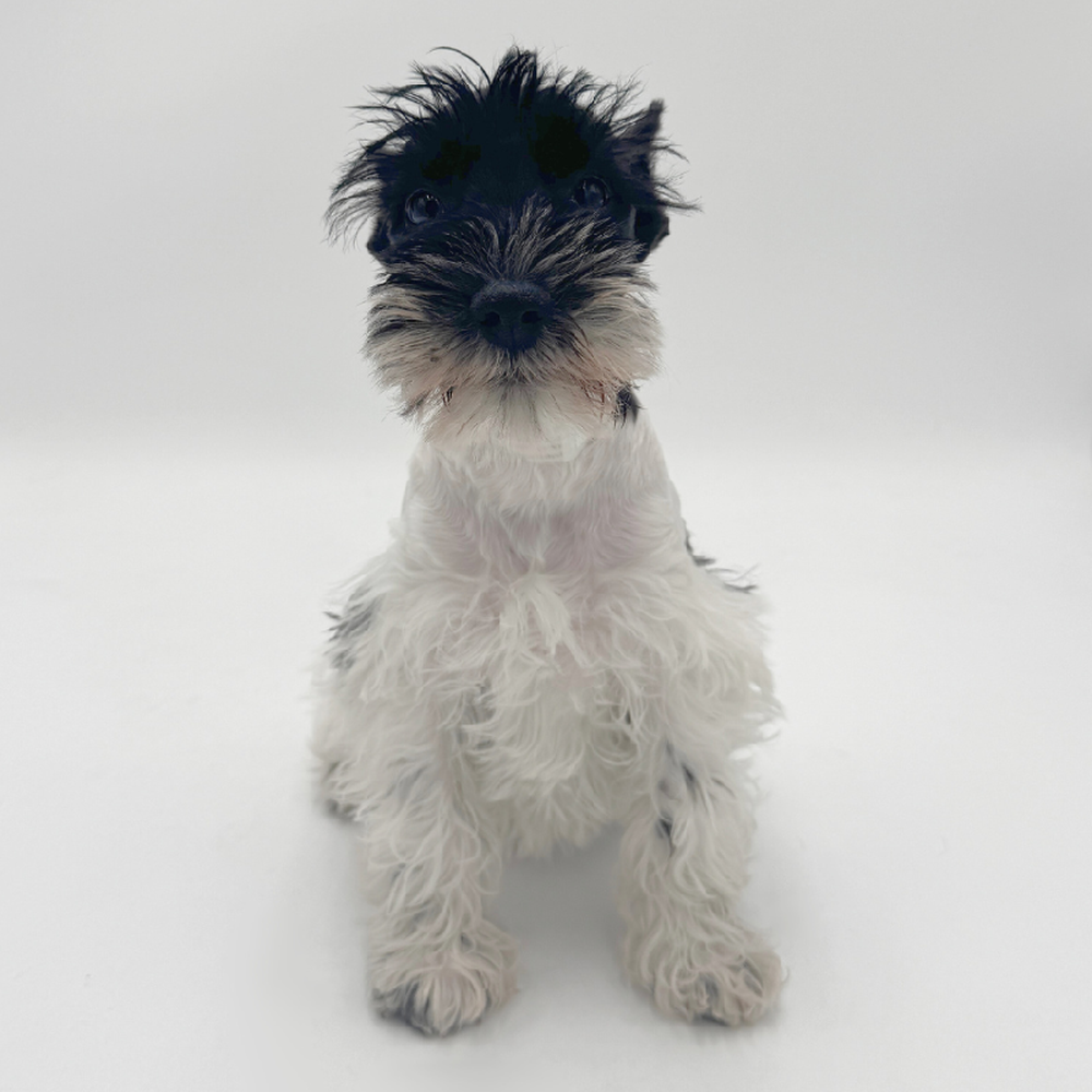 carousel pet images