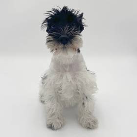 Mini Schnauzer