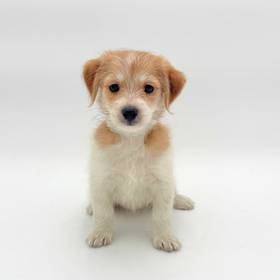 Morkie