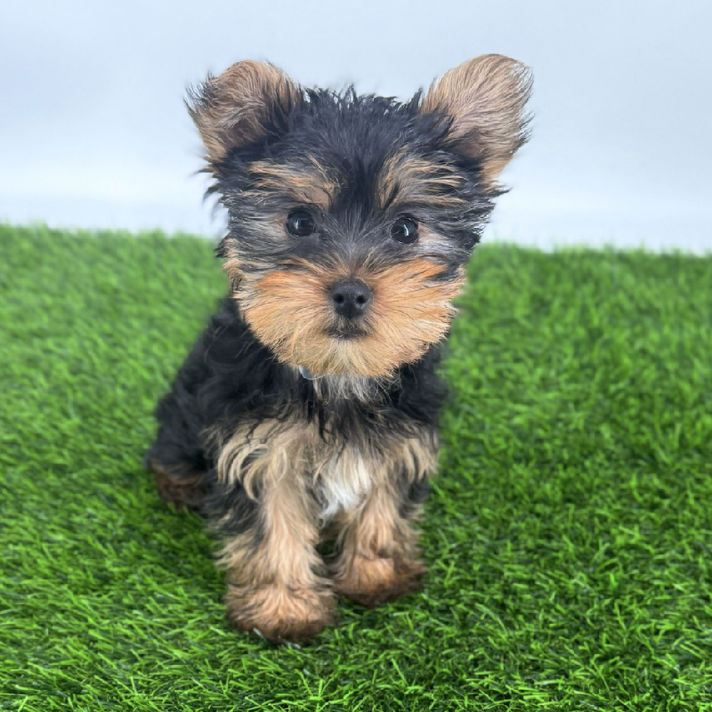 carousel pet images