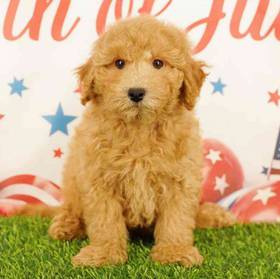 Bichapoo