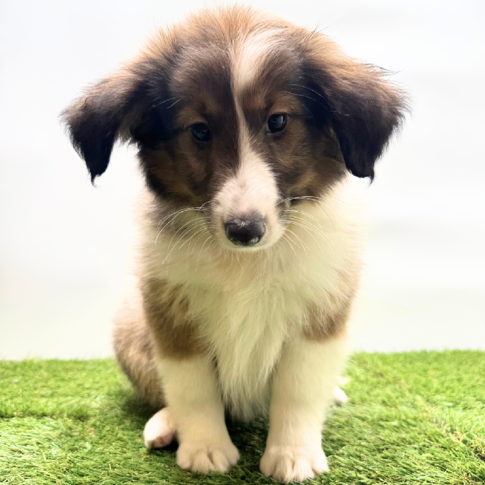 carousel pet images