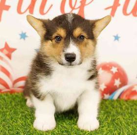 Pembroke Welsh Corgi