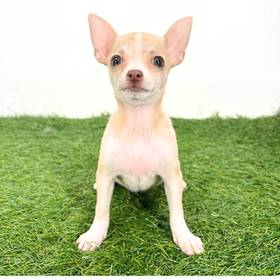 Chihuahua
