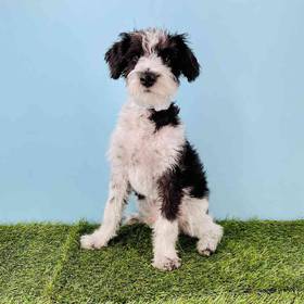 Schnoodle