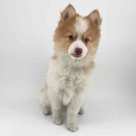 Pomsky
