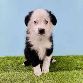Mini Australian Shepherd