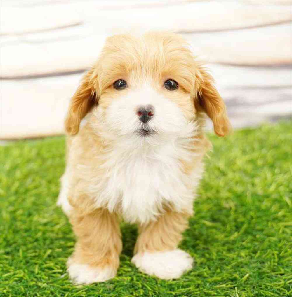 carousel pet images