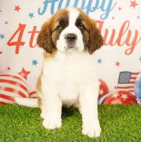 Saint Bernard