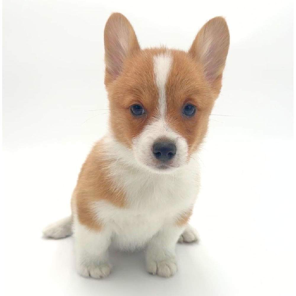 carousel pet images