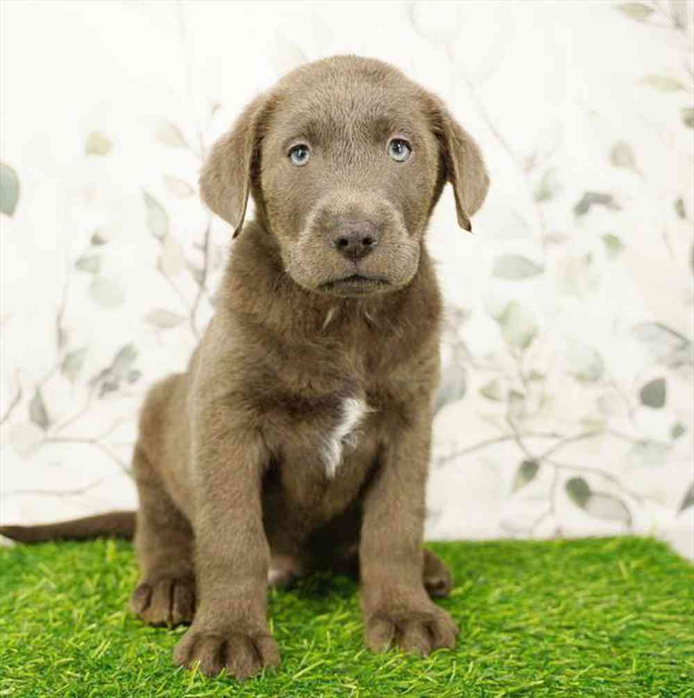 Image of a pet breed in the gallery