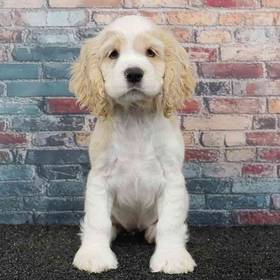 Cocker Spaniel