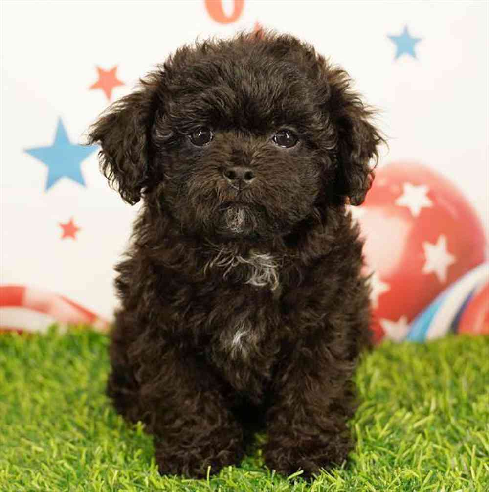 Image of a pet breed in the gallery