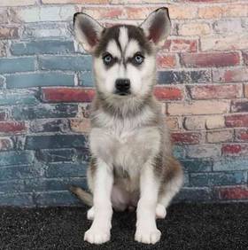 Alaskan Klee Kai