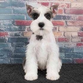 Mini Schnauzer
