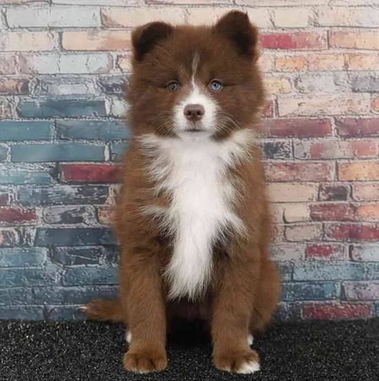 Pomsky