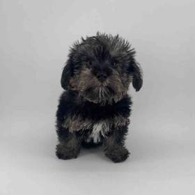 Schnoodle