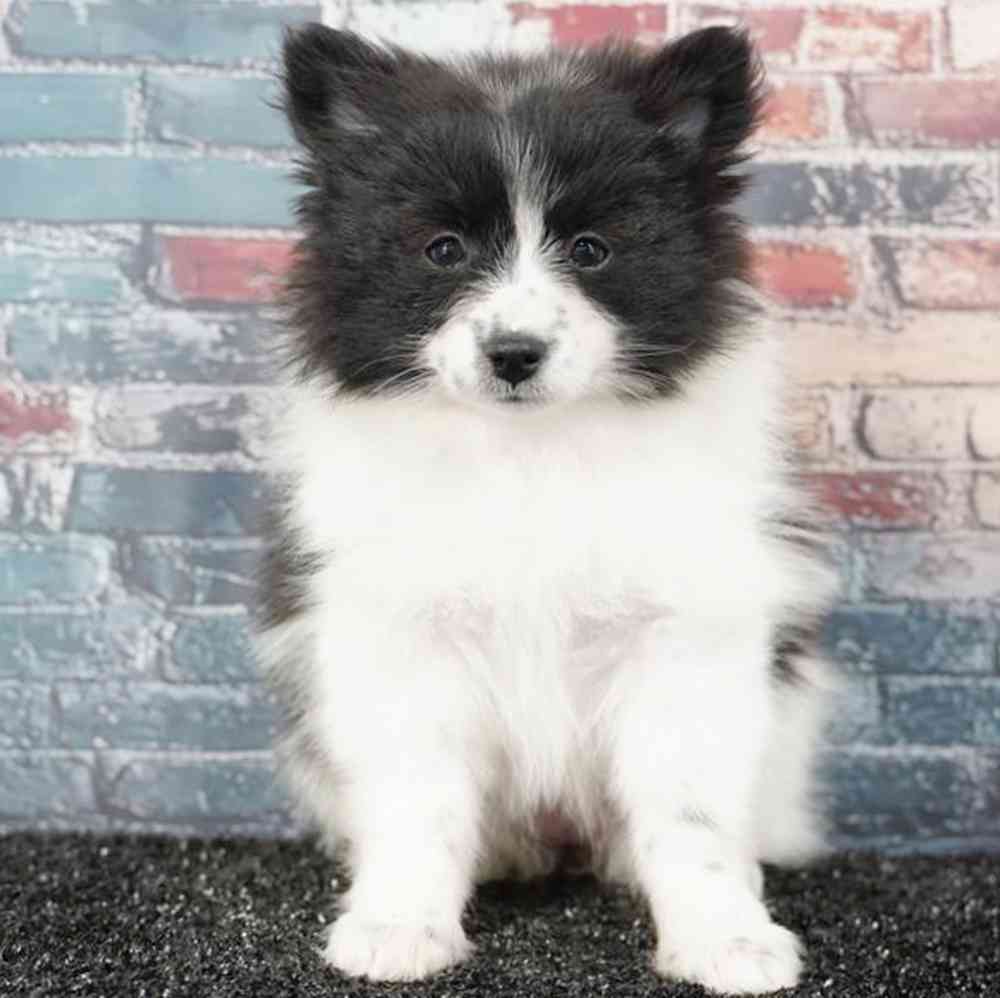 carousel pet images