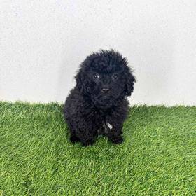 Cavapoo