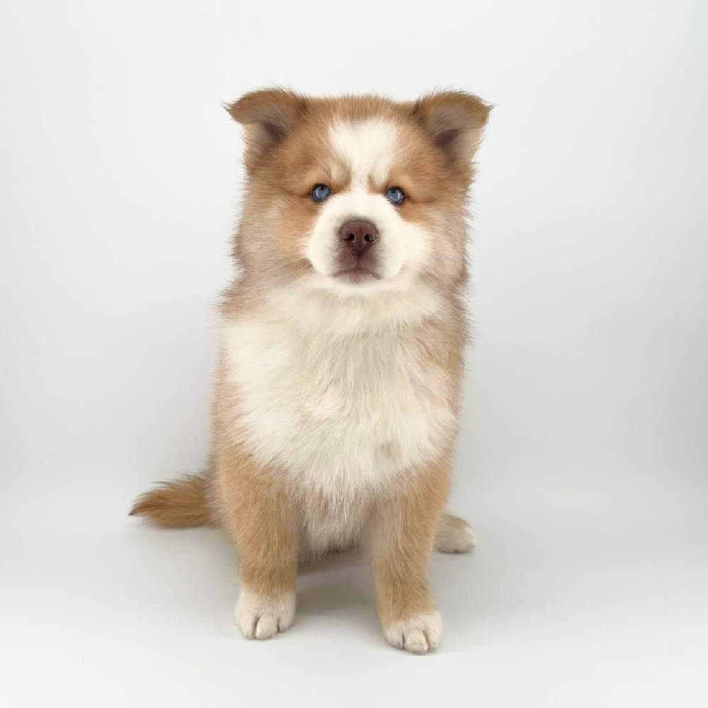 carousel pet images
