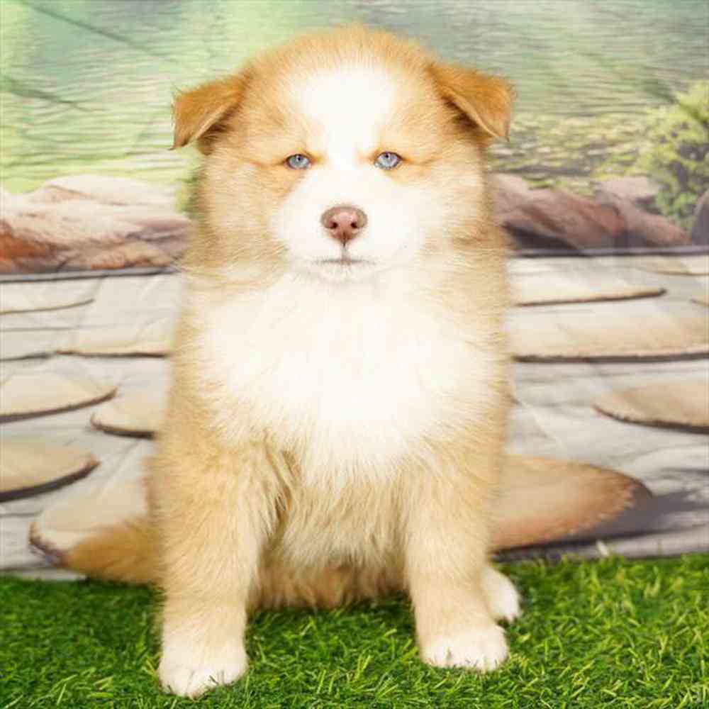 carousel pet images