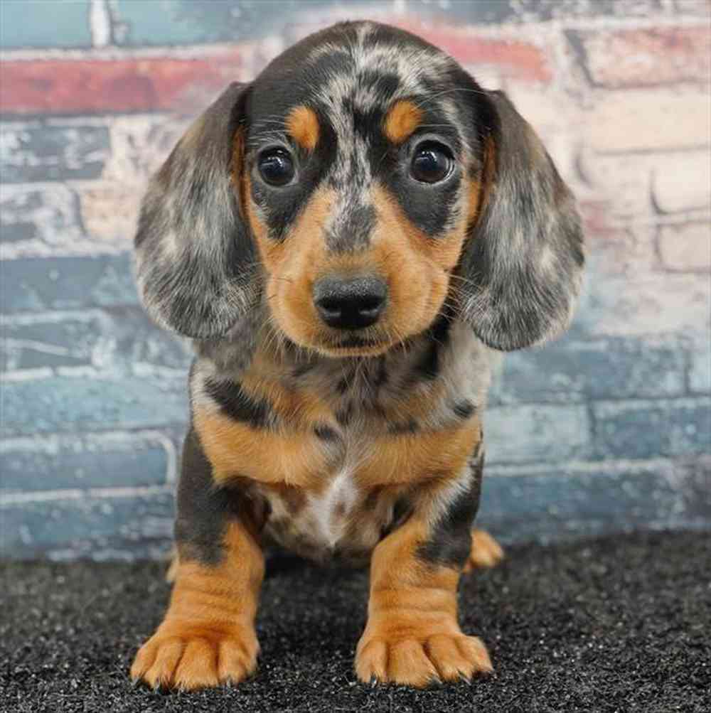 carousel pet images