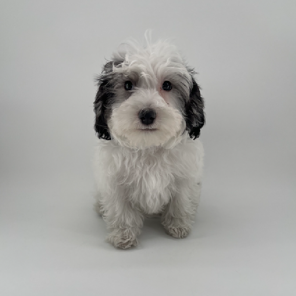 carousel pet images