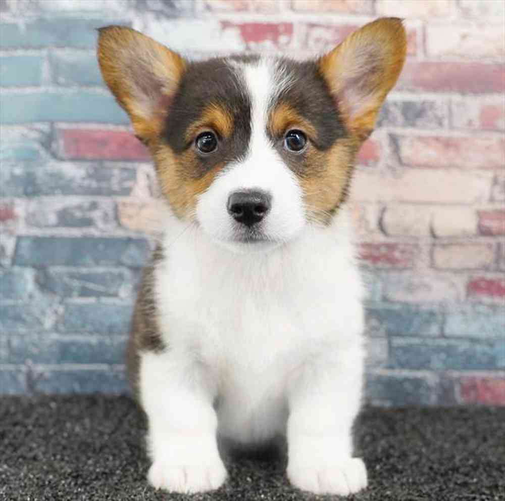 carousel pet images