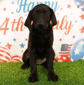 Labrador Retriever