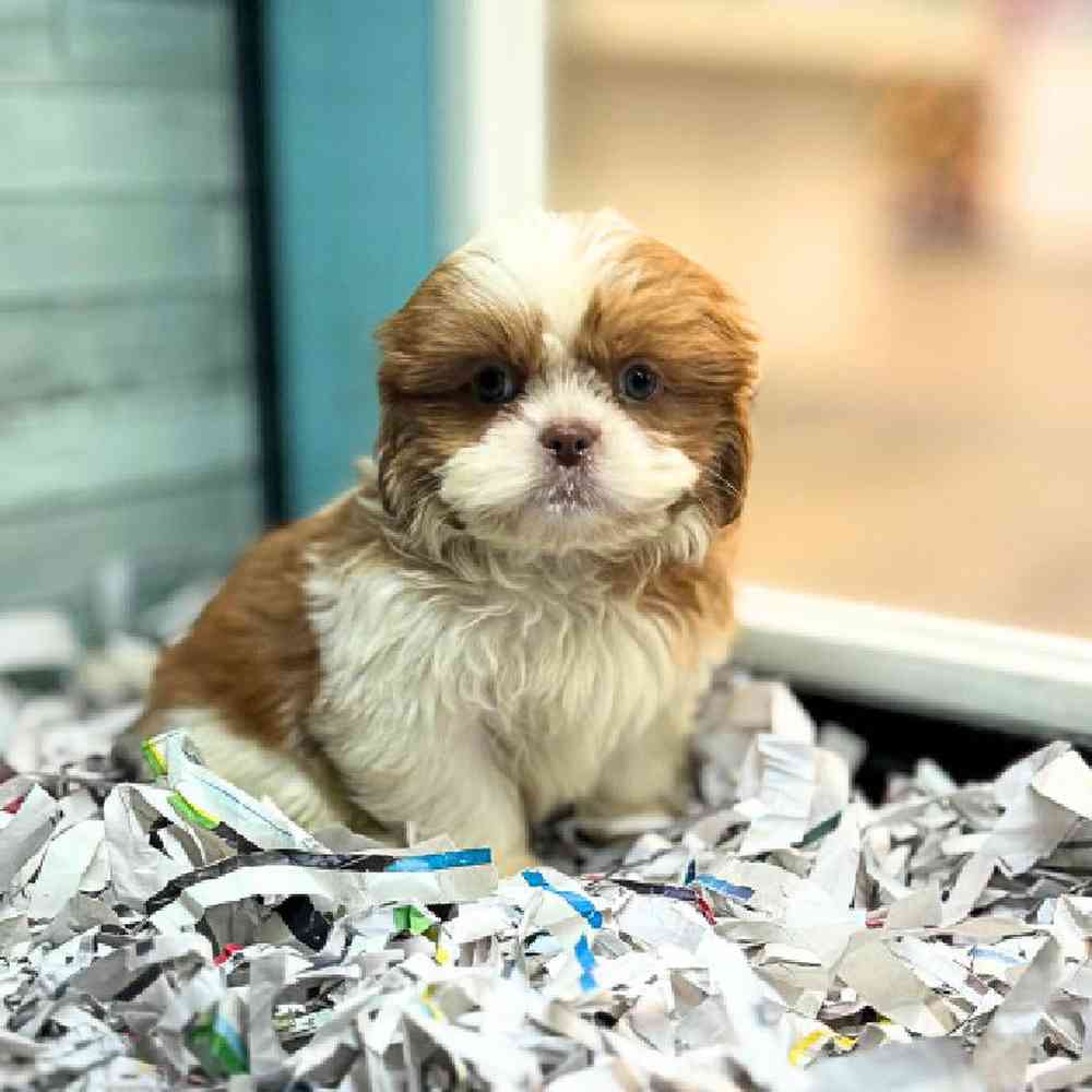 carousel pet images