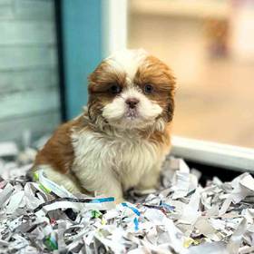 Shih Tzu