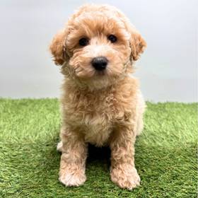 Bichapoo
