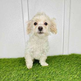 Maltipoo