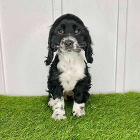 Cocker Spaniel