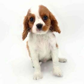 Cavalier King Charles Spaniel