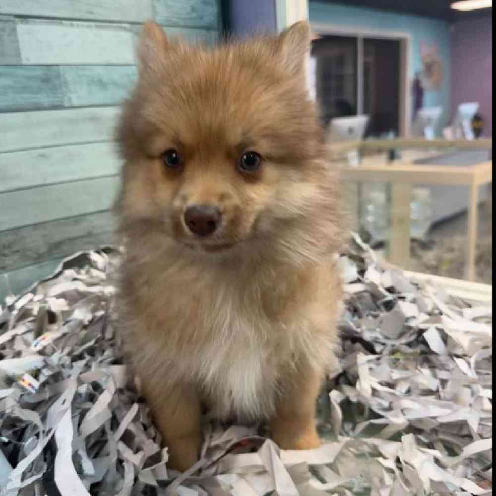 carousel pet images