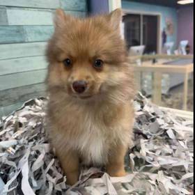 2nd Gen Pomsky
