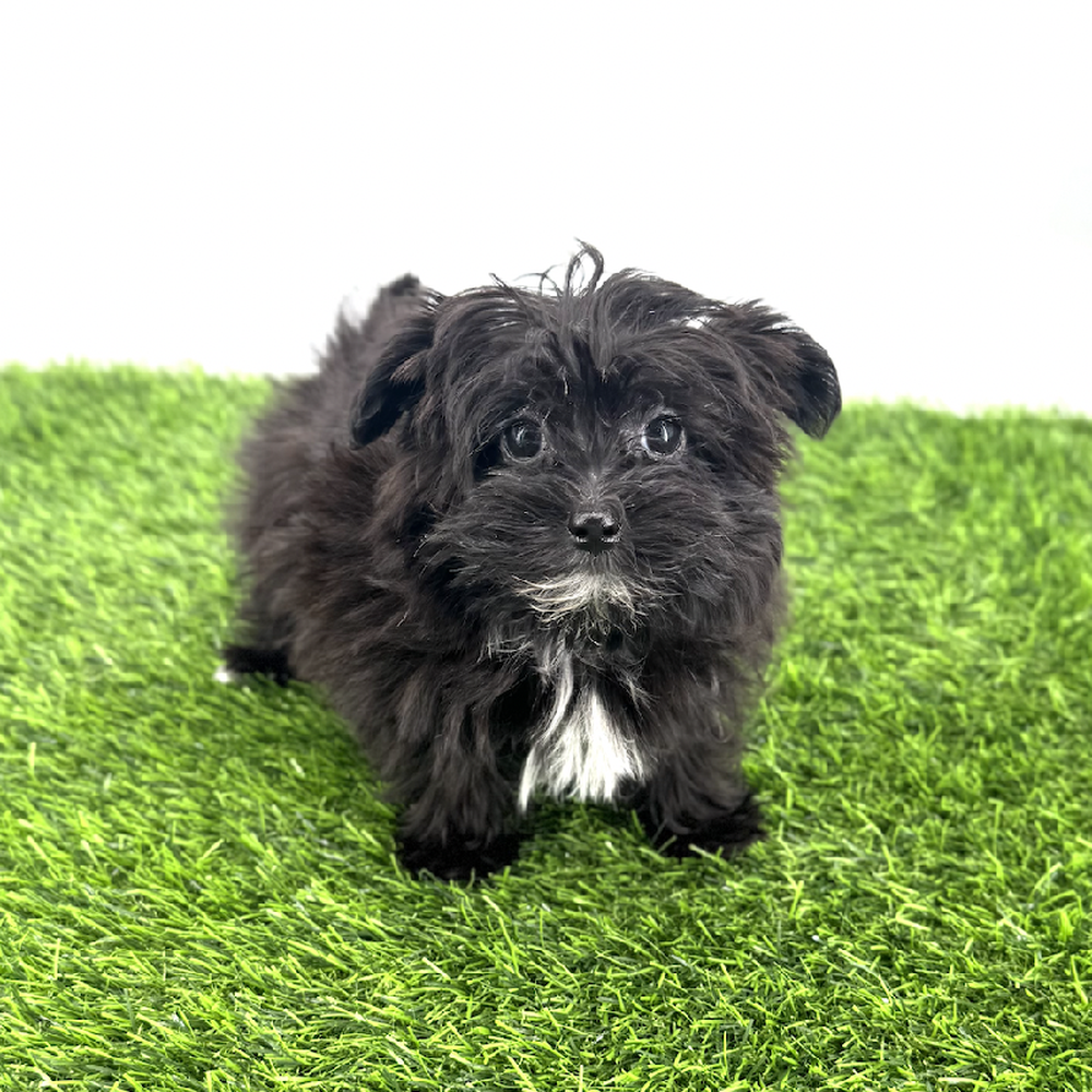 Image of a pet breed in the gallery