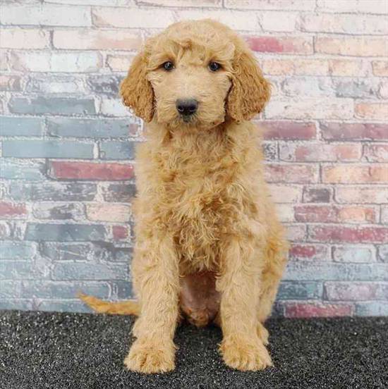 2nd Gen Mini Goldendoodle