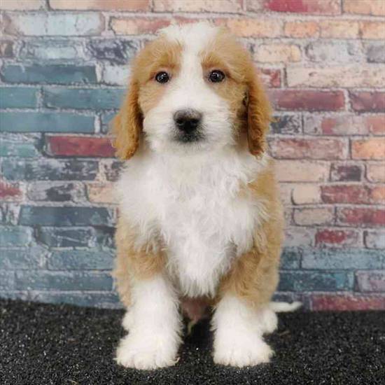 2nd Gen Mini Bernedoodle