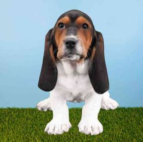 Basset Hound