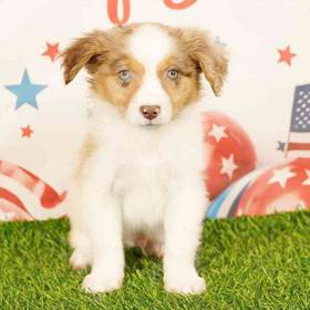 Miniature American Shepherd