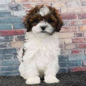 Shizapoo