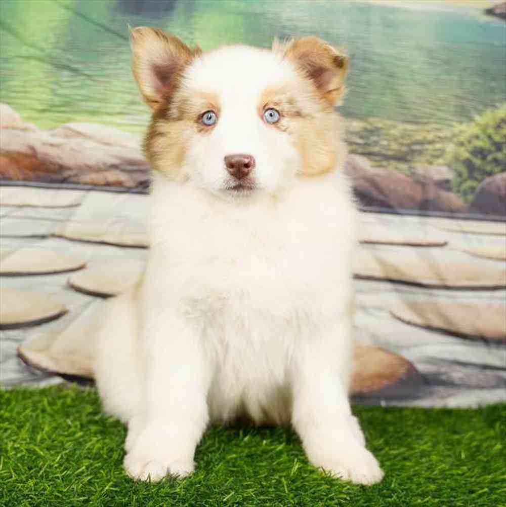 carousel pet images