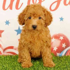 Poodle
