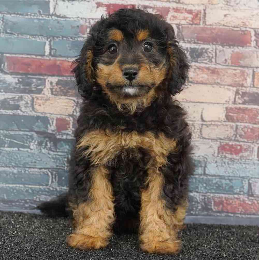carousel pet images