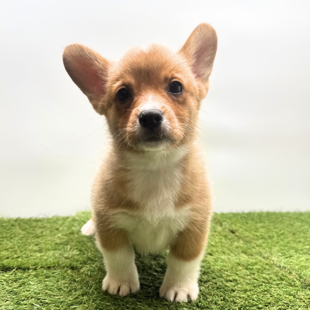 Image of a pet breed in the gallery