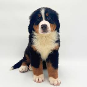 Bernese Mountain Dog
