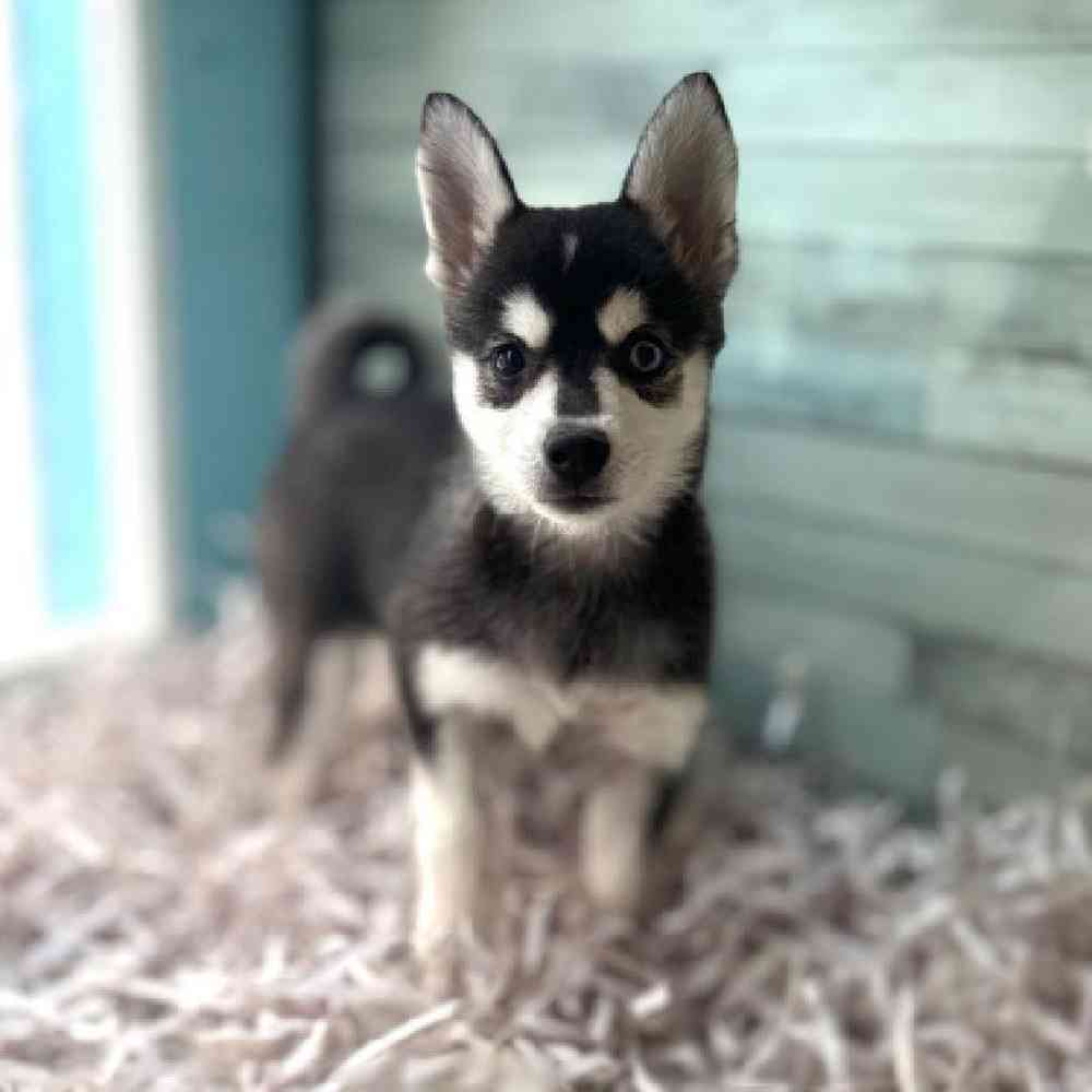 carousel pet images