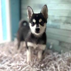 Alaskan Klee Kai